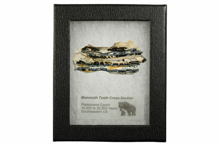 Mammoth Molar Slice With Case - South Carolina #349978